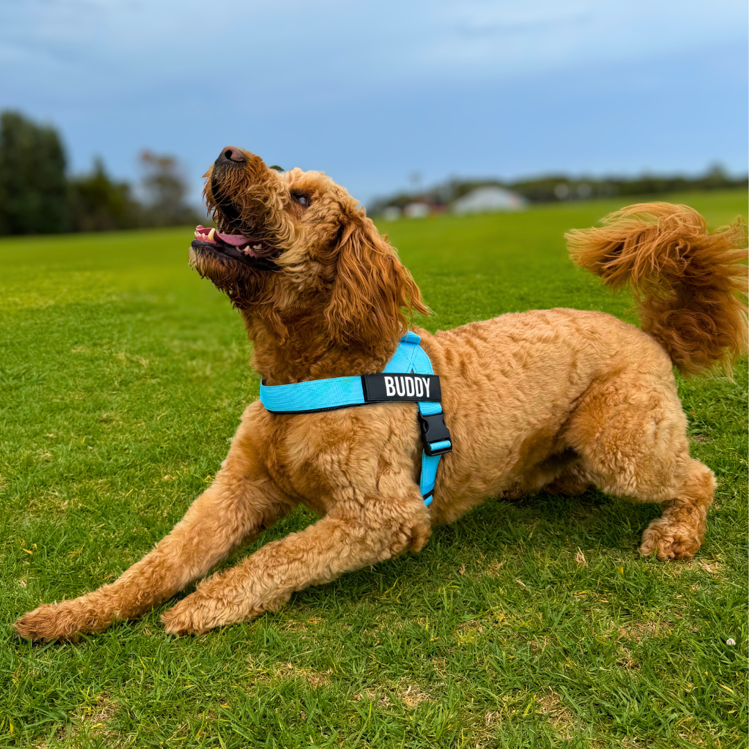 Black Pink Baby Blue Red