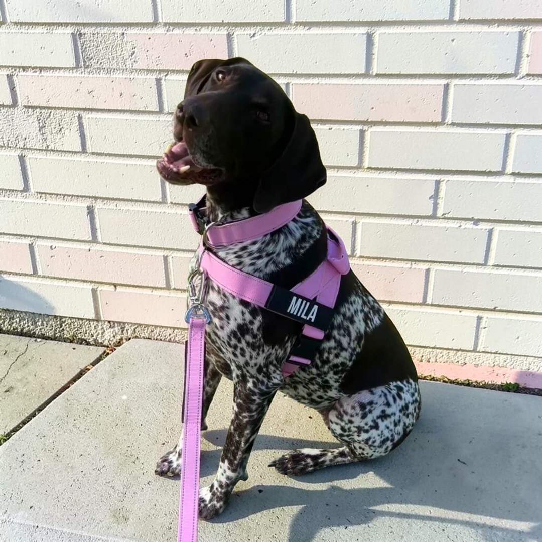 Black Pink Baby Blue Red