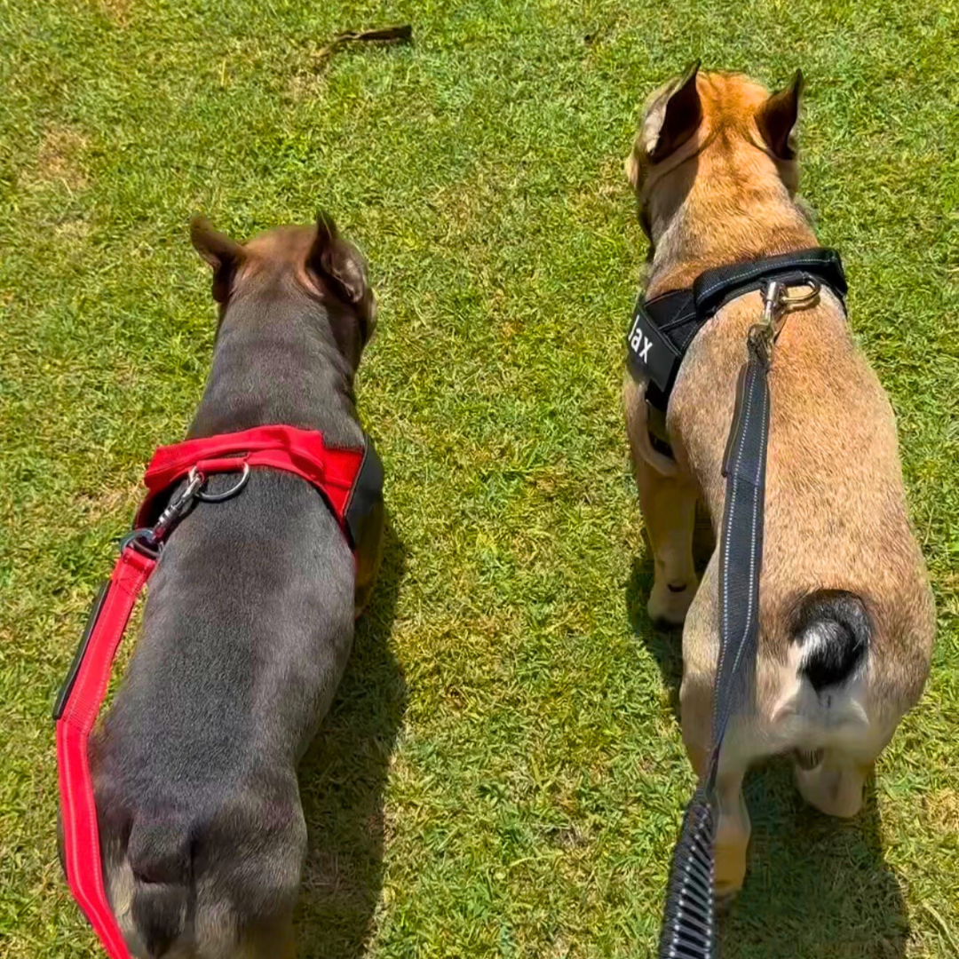 Black Baby Blue Pink Red