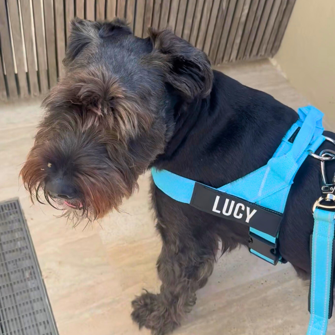 Black Baby Blue Pink Red